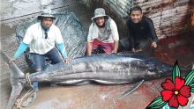 Albion : ils capturent un Marlin de 3,3 mètres