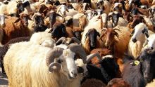 2800 boucs et moutons importés d’Afrique du Sud