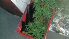 À Bramstan, Flacq : un graphiste transforme sa cour en plantation de cannabis