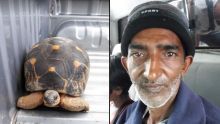 Port-Louis : deux individus volent une tortue âgée de 40 ans