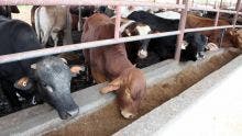 La MMA refuse l’abattage de 50 bœufs