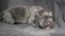 Vols par temps de confinement : après les légumes et les boissons alcoolisées, les chiots Cane Corso