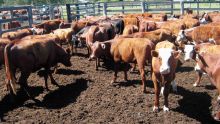 Fièvre aphteuse : le Fact-Finding Committee recommande la révision des procédures d’importation et d’abattage du bétail