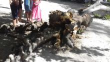 À Tamarin : la chute d’un arbre sur la plage provoque l’indignation