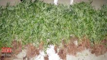 Crève-Cœur : saisie record de 17 000 plants de cannabis 