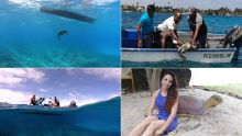 Aquarium de Maurice : Touga 2 retrouve sa liberté