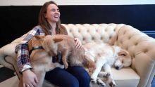 A Lille, un café à chiens pour retisser le lien entre humains et animaux