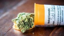 Cannabis médical : les travaux débutent ce mardi
