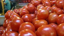 Les consomateurs préfèrent  les tomates en boîtes : à Rs 120 la livre, la pomme d’amour n’est pas de toutes les sauces !