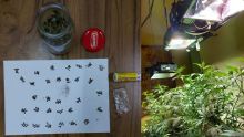 La Tour Koenig : un pêcheur avait converti une pièce de sa maison en culture «indoor» de cannabis