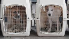 Élevage illégal de chiens dangereux : quatre American Staffordshire Terriers saisis par l’Adsu