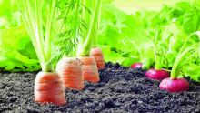 Incentives provided to adopt organic farming