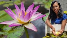 Nisha Dowlut : la passion des nénuphars et des lotus