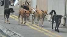 Demande de révision judiciaire : la mise à mort des chiens errants contestée devant la Cour suprême
