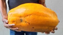 Il récolte une papaye de huit kilos