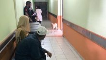 Hôpital Victoria : chien en visite 