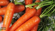 Après les fortes averses, l’agricultural marketing board importe des carottes sud-africaines