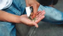 Trafic de stupéfiants - Un homme en situation de handicap : «Enn pross fin mett la drog la dan mo lame»