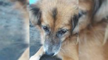 À Terre-Rouge : elle soupçonne que ses trois chiens sont morts empoisonnés