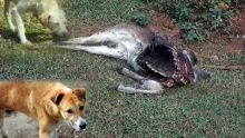 Dans une chasse : des cerfs attaqués par des chiens errants