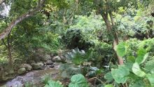 Robinson no 2, Phoenix : Rivière-Sèche et ses berges laissées à l’abandon