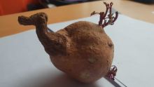 Insolite : une patate douce qui ressemble à un dodo !