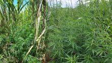 Des plants de cannabis déracinés dans un champ de canne