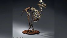 Christie’s met en vente un squelette de dodo à Rs 18 millions