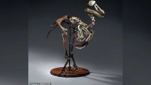 Le conservateur du Blue Penny Museum, dénonce un «odieux trafic d’ossements » de dodo à Londres