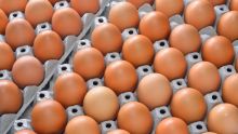 Les prisonniers mangent 425 000 œufs par an 