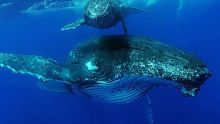 Nage aux côtés des baleines - Hugues Vitry : «Stop au harcèlement de nos cachalots»