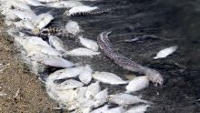 Poissons morts à Bain-des-Dames: les pêcheurs inquiets