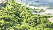 Algues envahissantes : nos plages au bord d’un précipice écologique