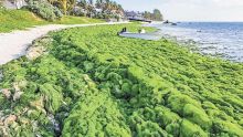 Sur la plage « verte »…à Palmar