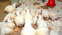 Consommation : le poulet coûtera plus cher