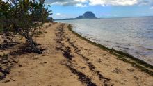 Petite-Rivière-Noire : la plage de toutes les convoitises