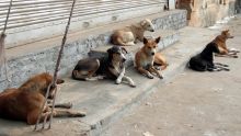 D’ici décembre : un plan d’action contre la prolifération des chiens errants
