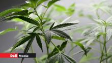 Rodrigues : des plants de cannabis déracinés dans l’enceinte du quartier de la SMF