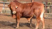 Importation de bœufs pour le Qurbani : les animaux doivent être au pays avant le 17 juillet