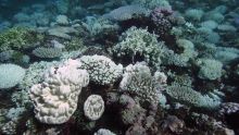 Culture de coraux : 20 000 boutures seront immergées