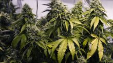 Canada: les malades pourront faire pousser leur propre cannabis