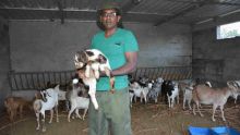 Rajesh Domoo, General Manager de la MMA : «Pas de hausse du prix de la viande de cabri»