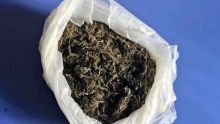 Cache de cannabis à Rivière-Noire : deux suspects se constituent prisonniers