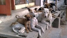 NHDC de Beau-Vallon : les escaliers squattés par huit chiennes  