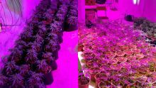 Culture de cannabis ‘indoor’ à Chamouny : des plants de cannabis valant Rs 1 M découverts dans un sous-sol