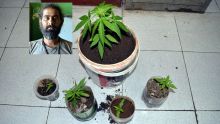 À Chebel : il cultivait du cannabis dans sa cabane