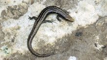 Conséquence du MV Wakashio : trois espèces de reptiles en danger d’extinction