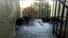 À Cap-Malheureux : inconvénients causés par des chiens élevés sur les paliers de la NHDC 