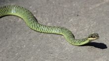 Serpent à Quatre-Bornes - Le «Golden Tree» en vadrouille : un reptile prisé des amateurs
