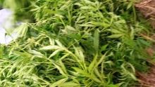 Au Morne : des plants de cannabis valant Rs 2,2 millions déracinés
